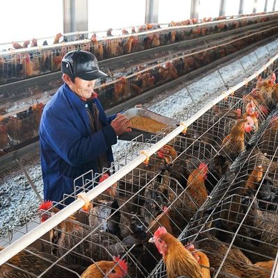 機械ウサギの鶏に5mmを作る大きい容量の家禽の餌